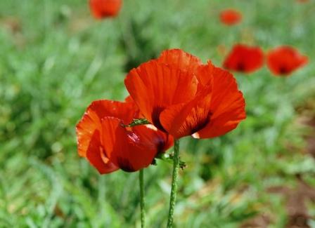 Poppy, Corn (Shirley), Red Papaver rhoeas